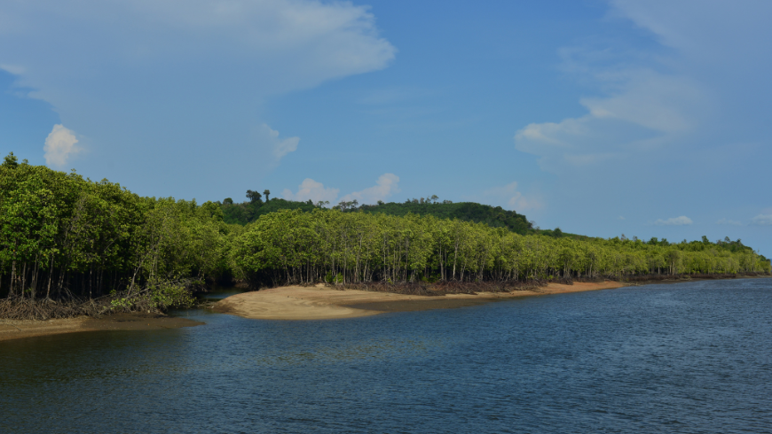 Mangrove landscape in Bang Rong, Thailand
