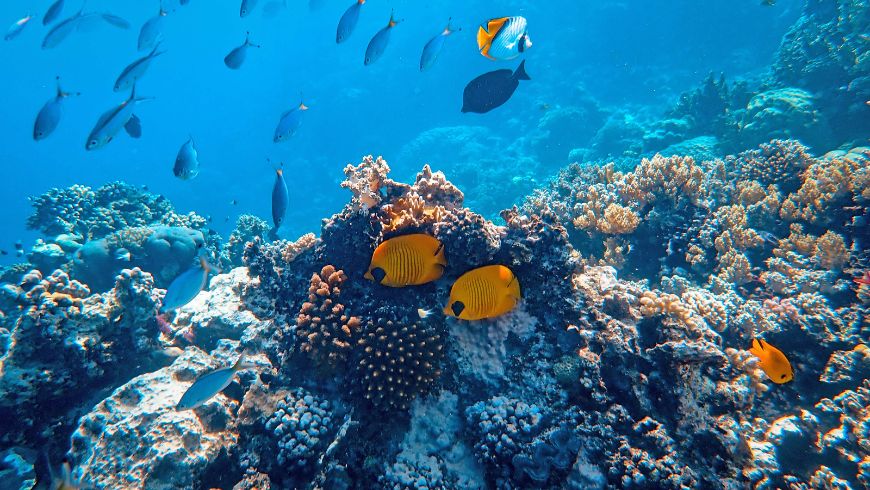 Colorful coral reef surrounded by tropical fish in clear blue ocean water.