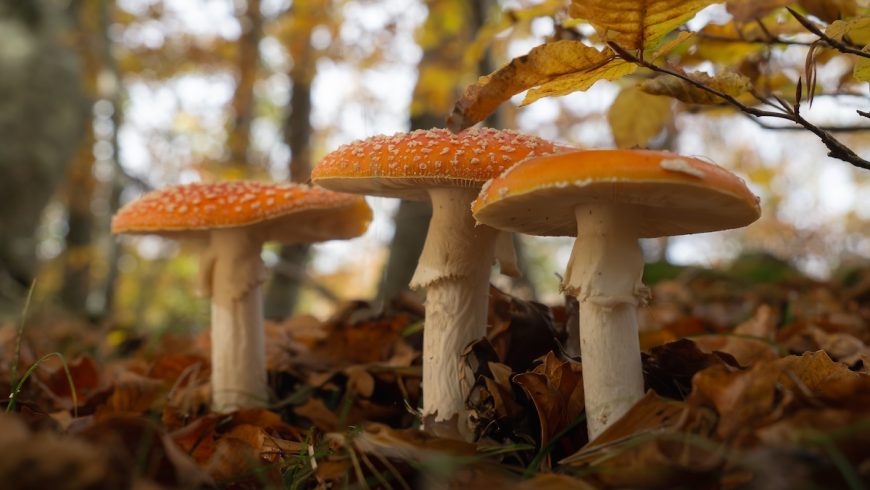 Wild mushrooms growing on the forest floor