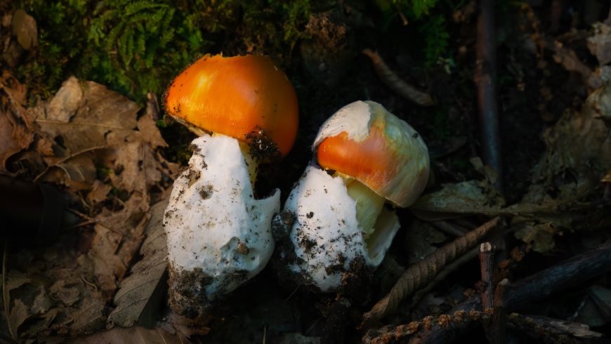 Porcini mushrooms growing among leaves and woodland vegetation