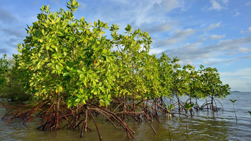People planting young mangrove trees in shallow coastal waters as part of an ecosystem restoration project.