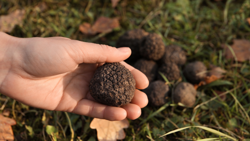 Fresh truffle found in the Tuscan countryside