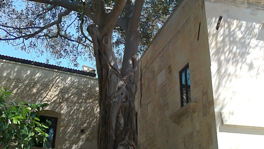 Ficus tree in the former Conservatory of Sant’Anna in Lecce