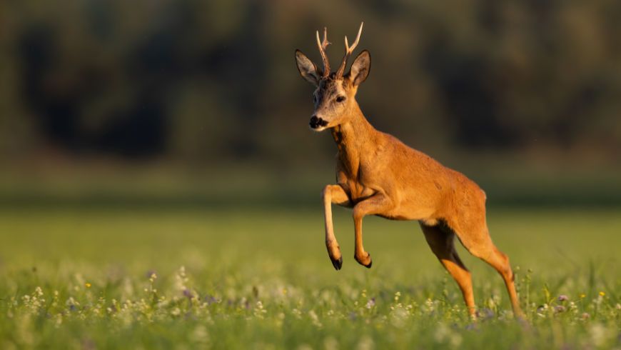 In Parma with kids? Visit the Monte Fuso Wildlife Center to see deer and more