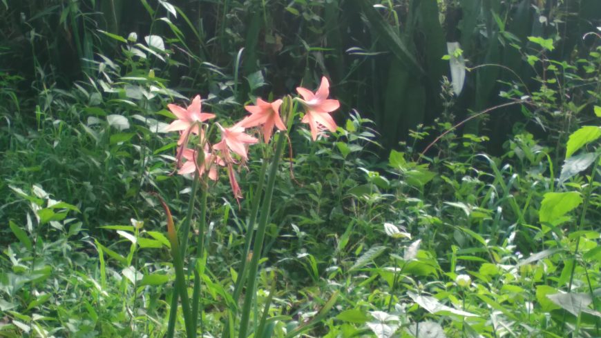 Wild flowers in Sri Lanka
