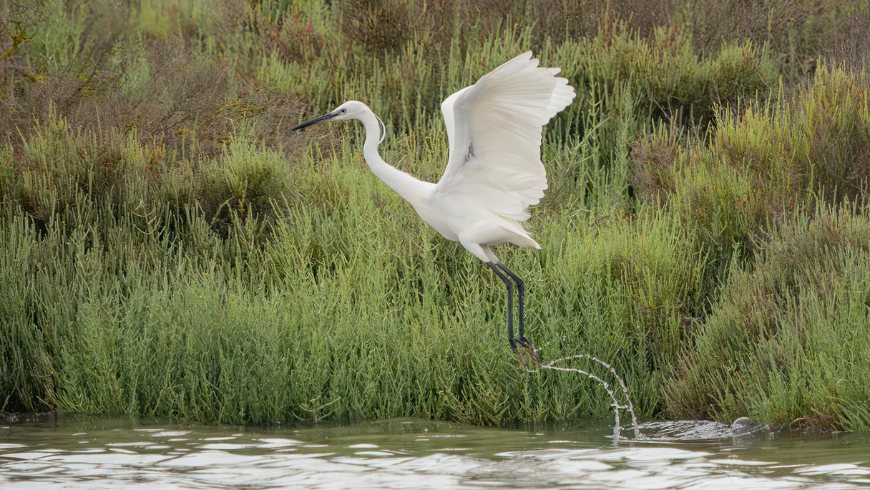 Heron in the WWF Orbetello Oasis