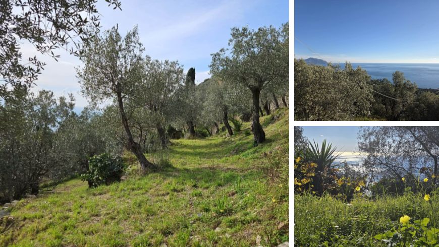 Breathtaking views across the olive trees and the sea