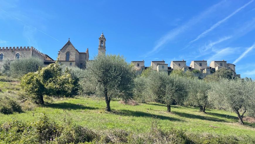 Olive trees on the hills around Florence, with the Certosa del Galluzzo in the background.