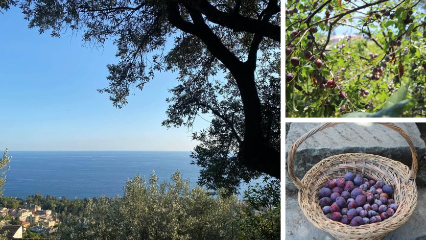 Landscape and nature around La Collina di San Rocco, Nervi, Liguria