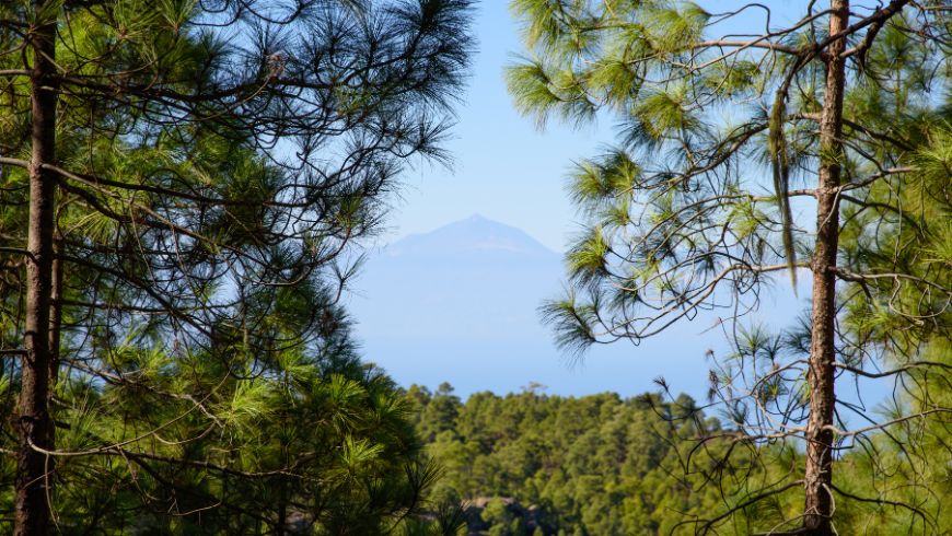 Mountain landscape of Tamadaba Natural Park with pine forests and deep valleys