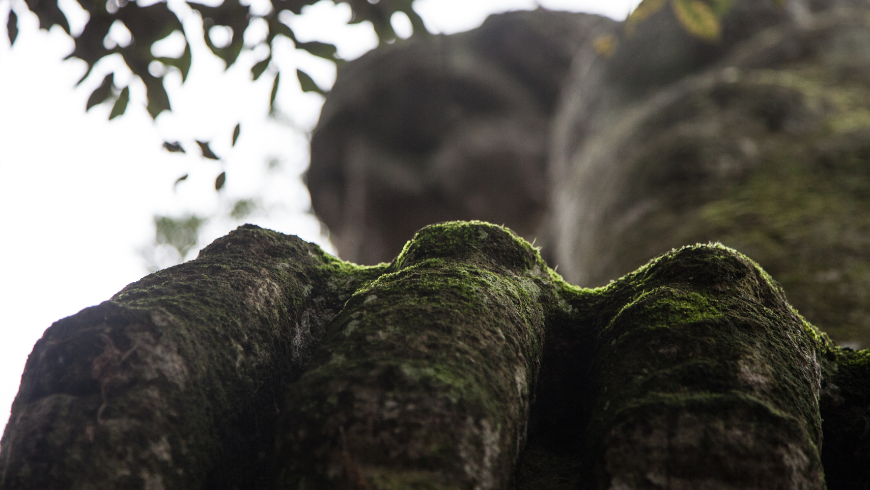 Between monsters and mysteries: what is the Sacred Wood of Bomarzo, and how did it originate?