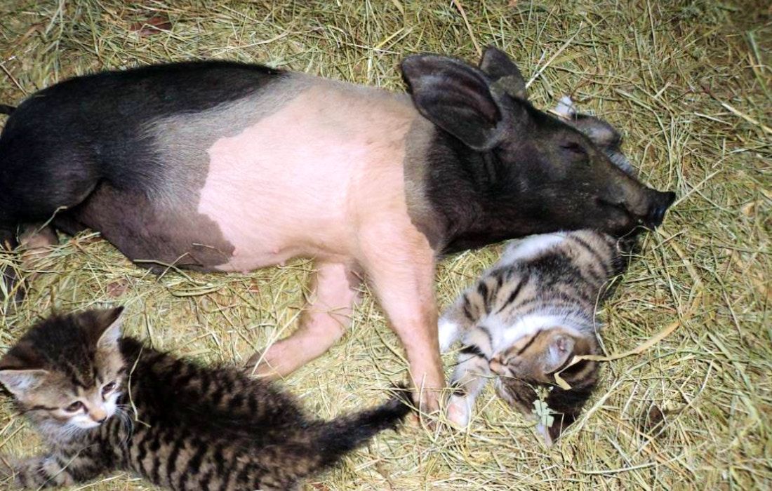 Ein Schwein und zwei Katzen