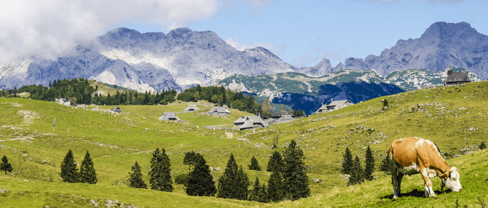 Bauernhof-Urlaub in Bayern: Eine Kuh auf einer Wiese in den Bergen