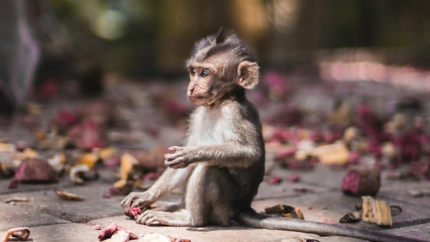 Babymonkey im Sacred Monkey Forest in Ubud, Bali.
