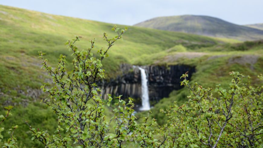 Svartifoss