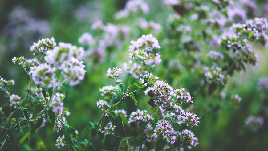 Biodiversität im Garten
