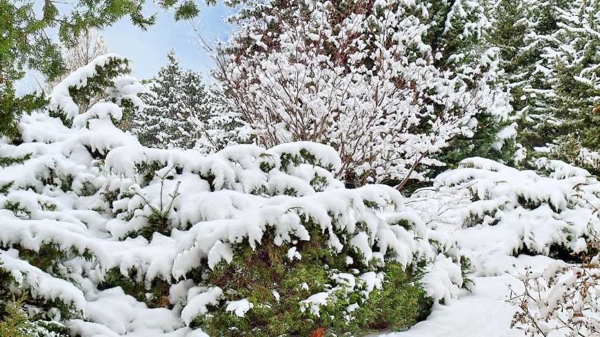 Wintergarten mit immergrünen Bäumen und Sträuchern