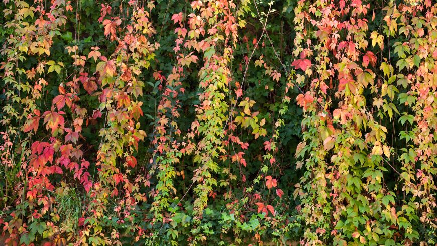 Efeuwände in einem Garten