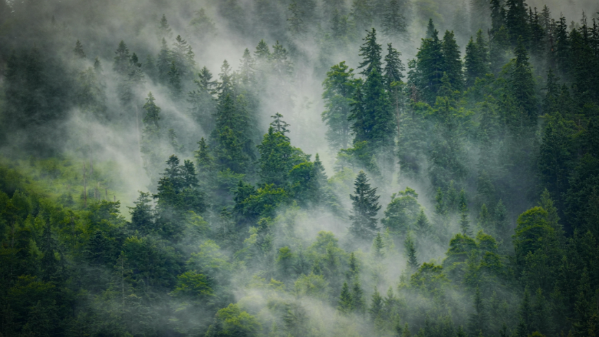 Ein majestätischer Tannenwald, eingehüllt in mystischen Morgennebel, der die Ruhe und Frische unberührter Natur widerspiegelt.
