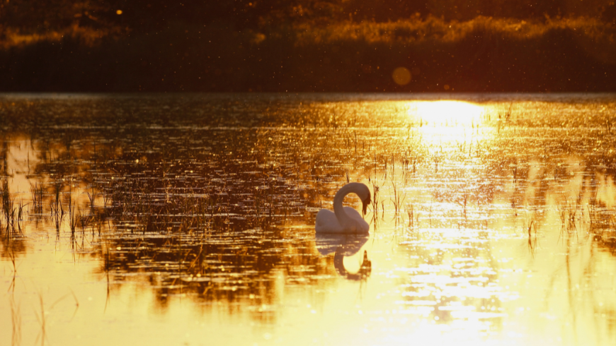 Ein eleganter Schwan, der über golden schimmerndes Wasser im Sonnenuntergang gleitet – ein perfektes Bild für Ruhe und tiefe Entspannung.