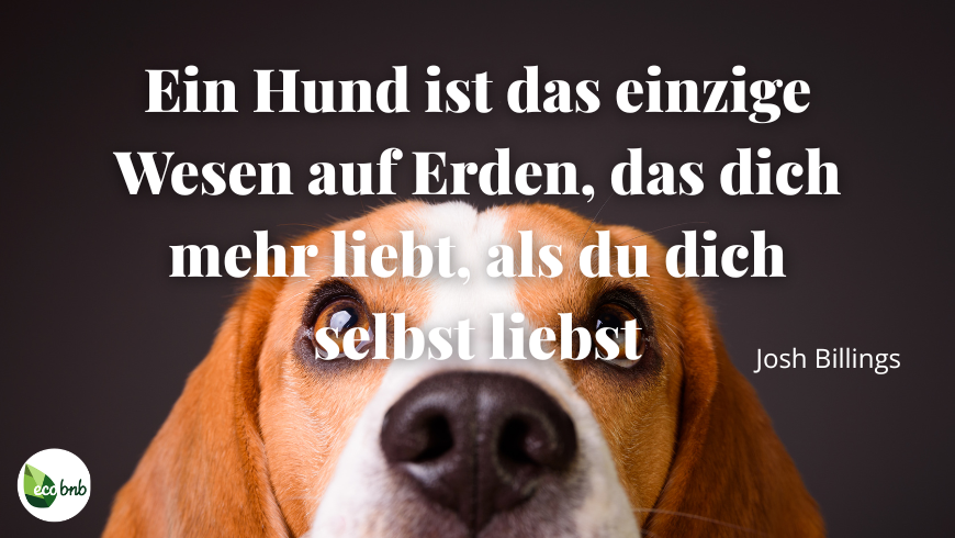 Nahaufnahme eines Beagle-Hundes, der nach oben schaut, mit dem Zitat von Josh Billings: „Ein Hund ist das Einzige auf der Erde, das dich mehr liebt, als er sich selbst liebt“.