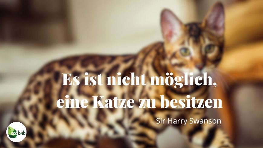 Nahaufnahme einer getigerten Katze (Bengal-Rasse) mit dem Zitat von Sir Harry Swanson: „Man kann eine Katze nicht besitzen“.