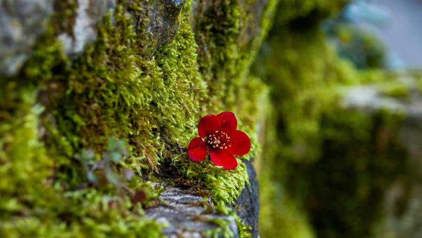 Eine leuchtend rote kleine Blume, die inmitten eines feuchten grünen Moosteppichs wächst und die Widerstandsfähigkeit sowie die zarte Schönheit der Flora zeigt.