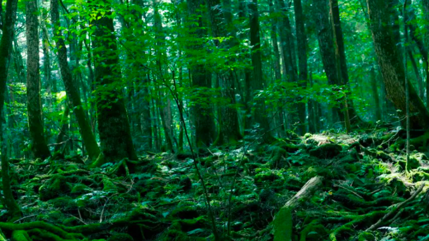 Aokigahara am Fuße des Fuji in Japan.