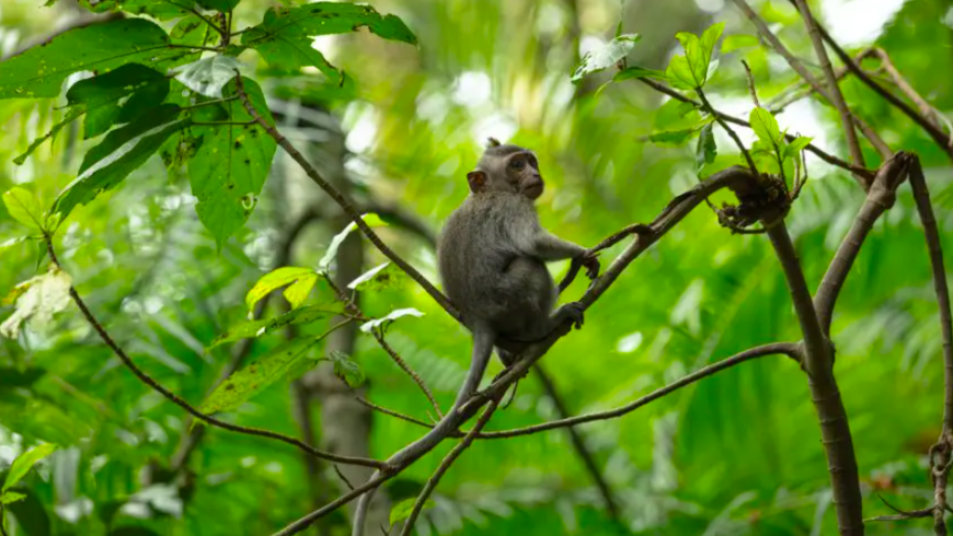 Die schönsten Wälder der Welt: Der Affenwald in Bali, Indonesien. 