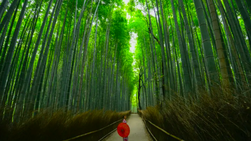 Die schönsten Wälder der Welt: Der Bambuswald in Arashimaya, Japan