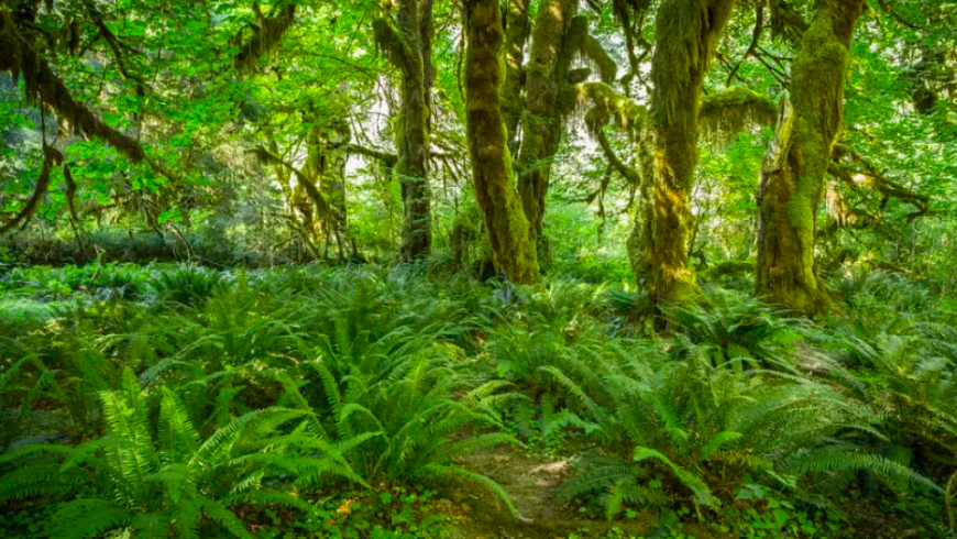 Die schönsten Wälder der Welt: Der Hoh-Regenwald in Washington, USA.