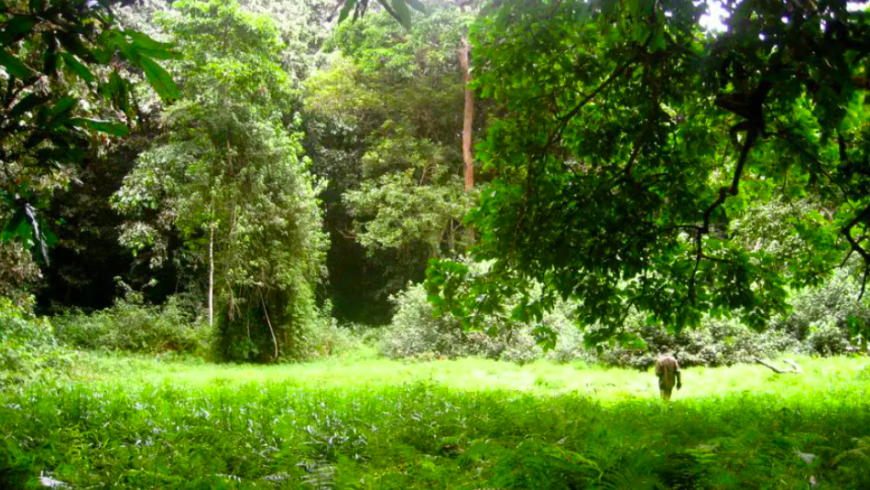 Der Kongobecken-Regenwald in Zentralafrika.