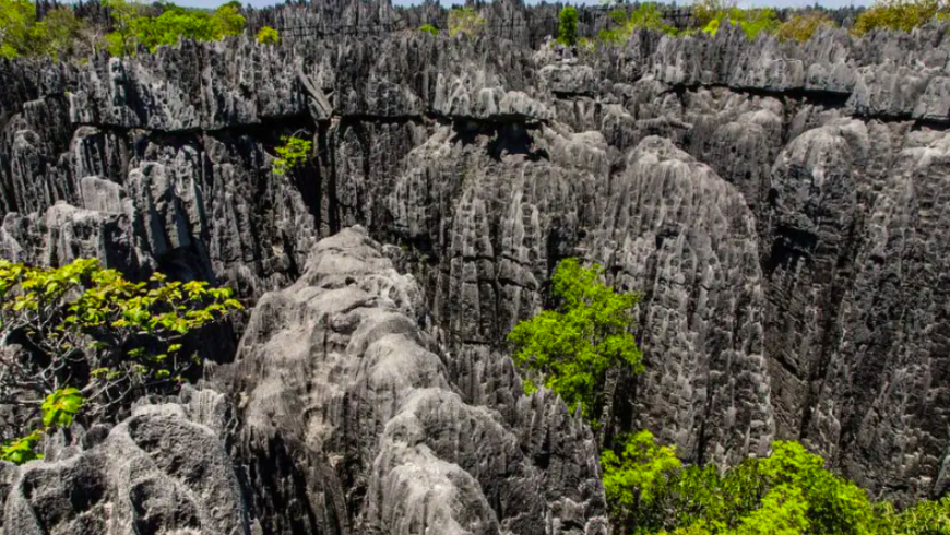Die schönsten Wälder der Welt: Der Nationalpark Tsingy de Bemaraha, Madagaskar.