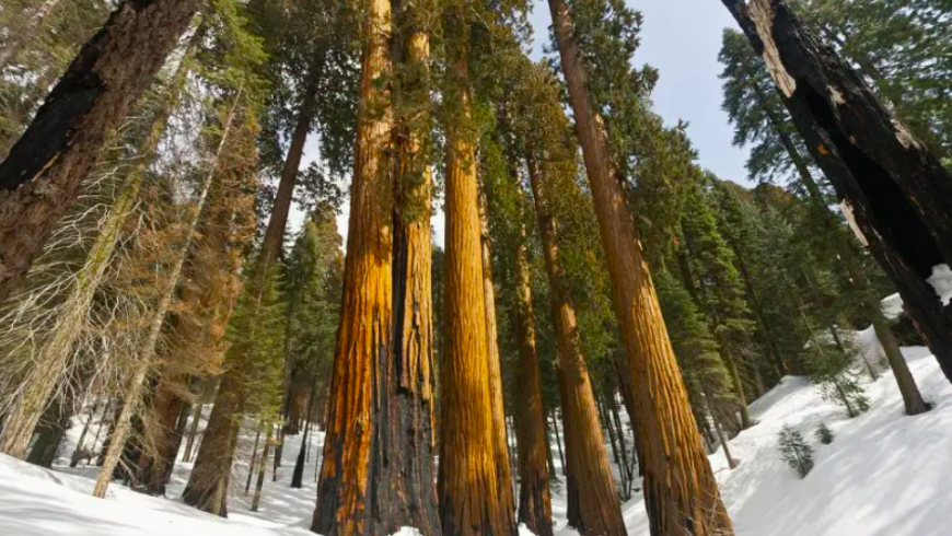 Der Riesenwald, Sierra Nevada, USA.