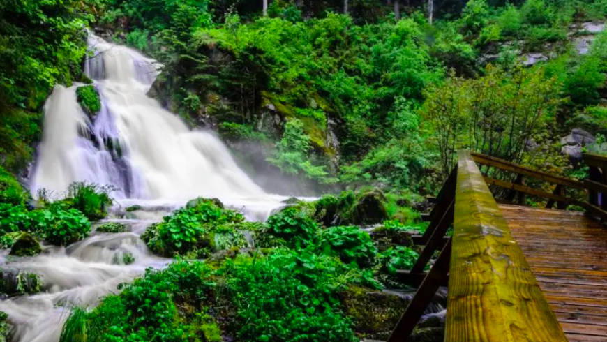 Die schönsten Wälder der Welt: Der Schwarzwald in Deutschland: grüne Vegetation und ein Wasserfall.