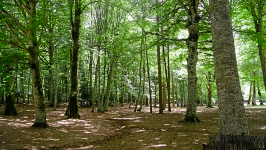 Die schönsten Wälder der Welt: Der Umbra-Wald in Apulien, Italien.