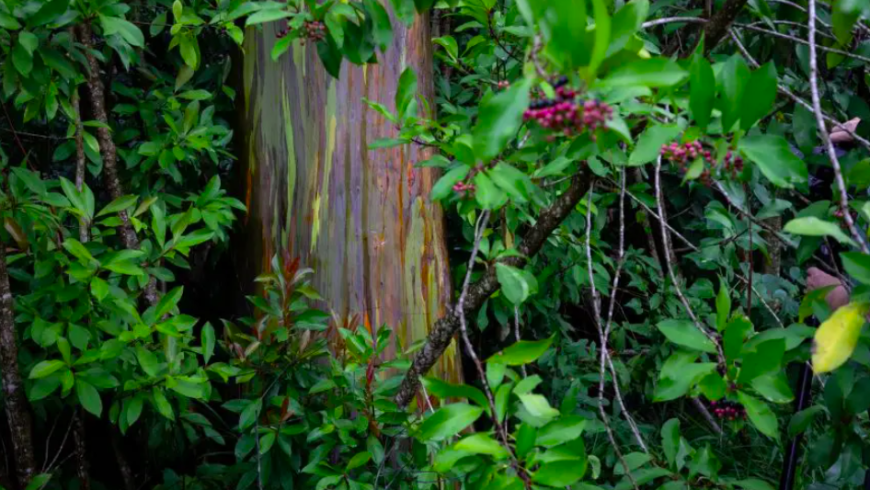 Die schönsten Wälder der Welt: Der Stamme eines Regenbogen-Eukalyptusbaums im Regebogenwald.