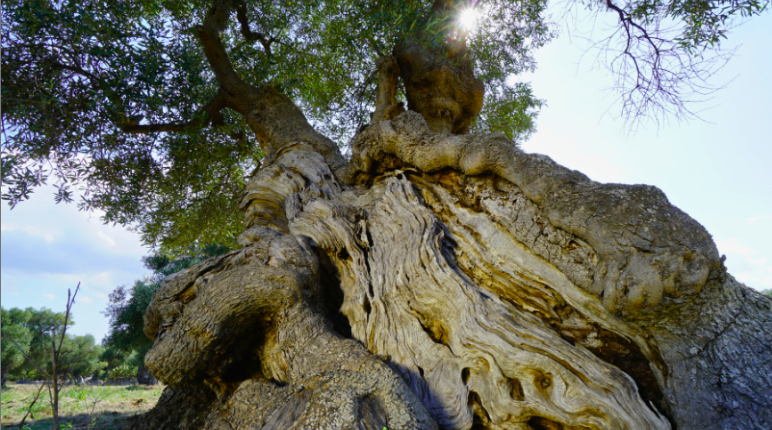 Olivenbaum, Murge meridionali, Apulien