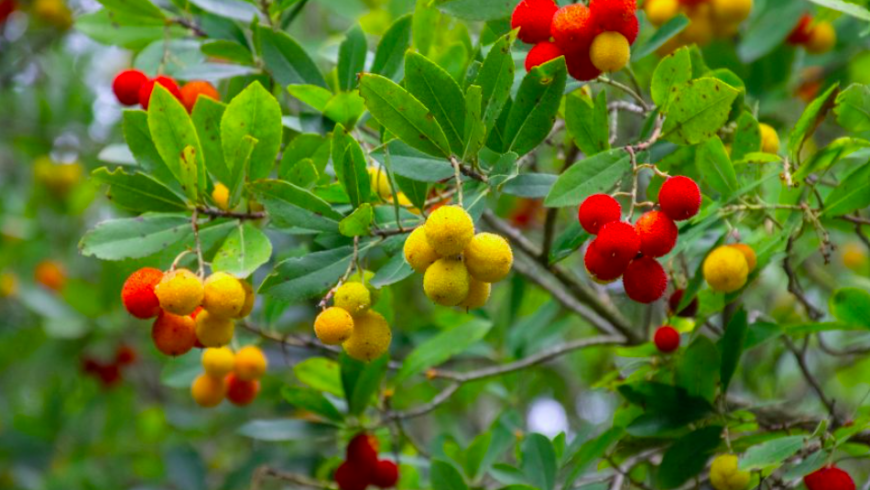 Erdbeerbaum im Algarve