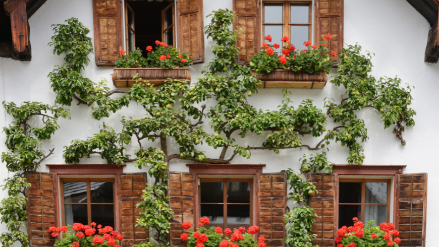 Spalierobstbäume als elegante Gestaltungselemente im Garten