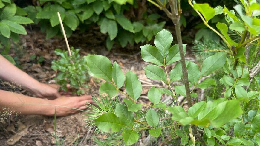 Neue Jungpflanze im Urwald von Savona