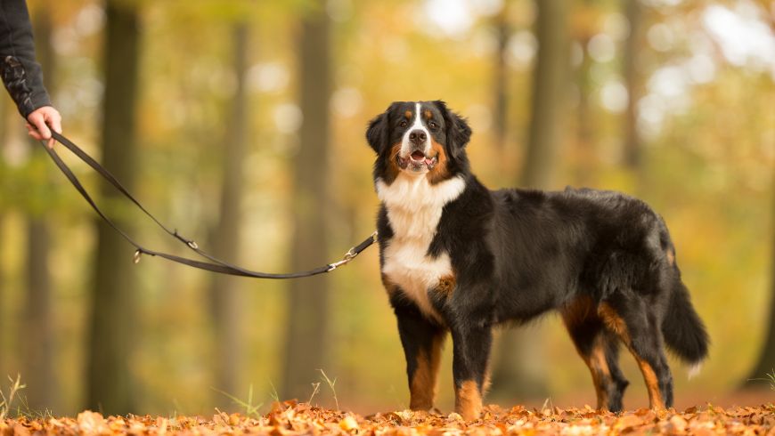 Ein Hund an der Leine, der mit seinem Besitzer durch den Wald spaziert.