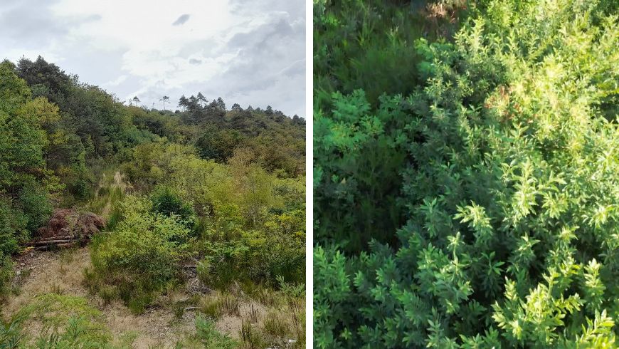 Wie der Wald wächst, Foto aus dem Jahr 2022 (links) und 2023 (rechts)