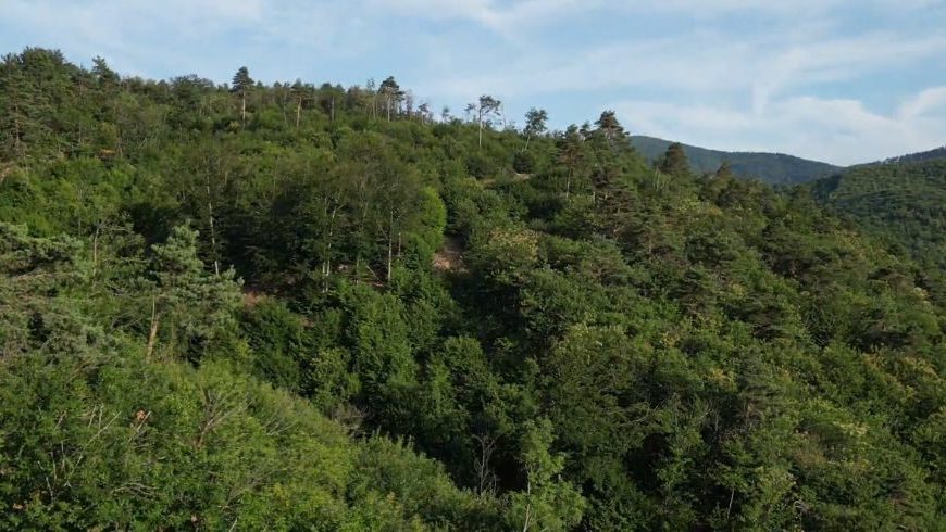 Wald von Millesimo bei Savona