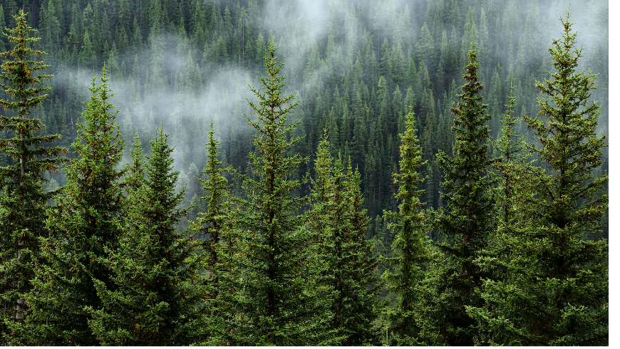 Einen Wald mit Ecobnb verschenken
