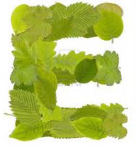 E verde