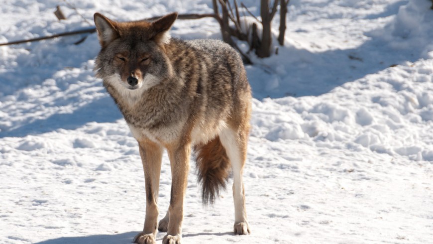 Coyote. Foto de mrpolyonymous vía Flickr