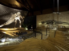 El esqueleto del dinosaurio del Museo de Historia Natural de Venecia