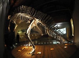 Dinosaurio en el Museo de Historia Natural de Venecia