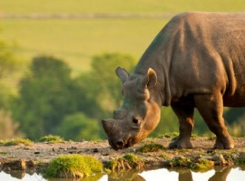 Rinoceronte del Livingstone Lodge, Reino Unido. Los 19 hoteles más extraños del mundo
